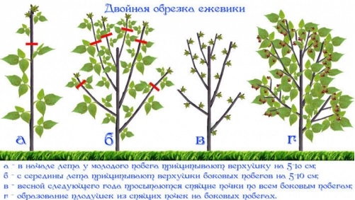  обрезка ежевики